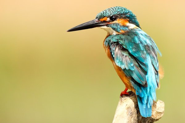 Quel animal est sournois ?
